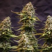 Speedy Chile (Fast Flowering) – product view 3