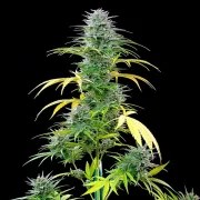 Speedy Chile (Fast Flowering) – product view 4