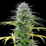 Speedy Chile (Fast Flowering) – product view 5