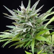 Speedy Chile (Fast Flowering) – product view 6