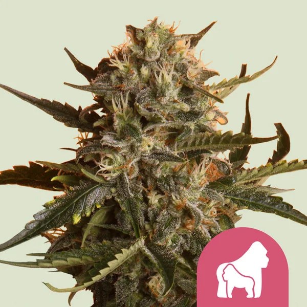 Mother Gorilla – product view 1