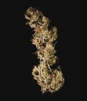 Mother Gorilla – product view 3
