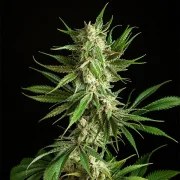 Mother Gorilla – product view 5