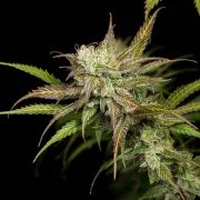 Mother Gorilla – product view 6