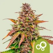 Bubble Kush Auto – product view 1