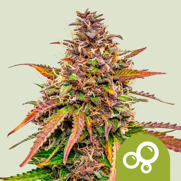 Bubble Kush Auto – product view 1