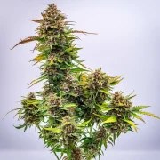 Bubble Kush Auto – product view 3