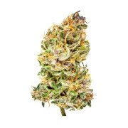 Bubble Kush Auto – product view 4