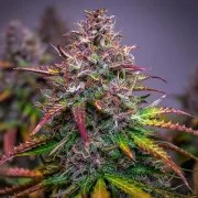 Bubble Kush Auto – product view 5
