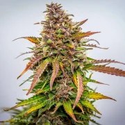 Bubble Kush Auto – product view 6