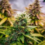 Bubble Kush Auto – product view 7