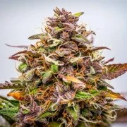 Bubble Kush Auto – product view 8