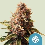 Euphoria – product view 1
