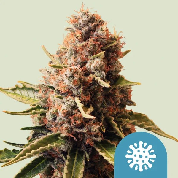 Euphoria – product view 1