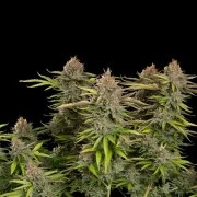 Euphoria – product view 3