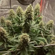 Euphoria – product view 4