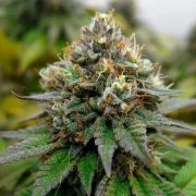Euphoria – product view 5