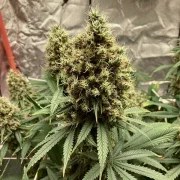 Euphoria – product view 6