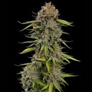 Euphoria – product view 7