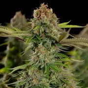 Euphoria – product view 8