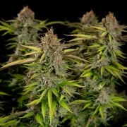 Euphoria – product view 9