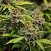 Euphoria – product view 10