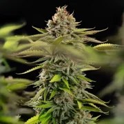 Euphoria – product view 11