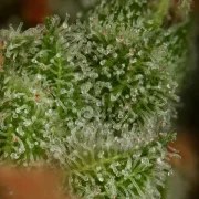 Euphoria – product view 12