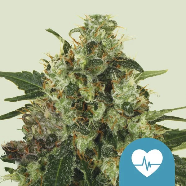Medical Mass – product view 1