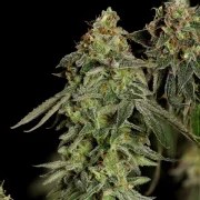Medical Mass – product view 2