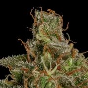Medical Mass – product view 3