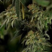 Medical Mass – product view 4