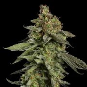 Medical Mass – product view 5