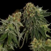Medical Mass – product view 6
