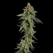 Medical Mass – product view 7
