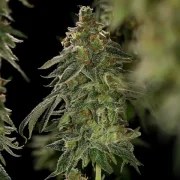 Medical Mass – product view 8