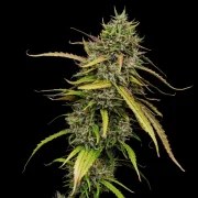 Medical Mass – product view 9