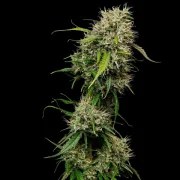 Medical Mass – product view 10