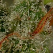 Medical Mass – product view 11