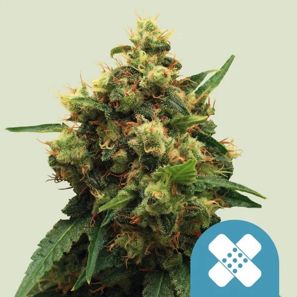 Painkiller XL – product view 1