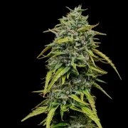 Painkiller XL – product view 2