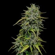 Painkiller XL – product view 3