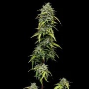 Painkiller XL – product view 4