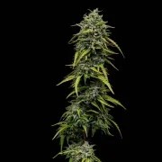 Painkiller XL – product view 5