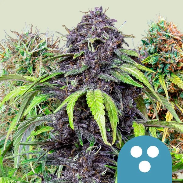 CBD Mix – product view 1