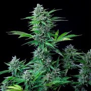 CBD Mix – product view 3