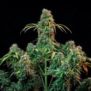 CBD Mix – product view 4