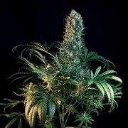 CBD Mix – product view 5
