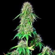 CBD Mix – product view 6