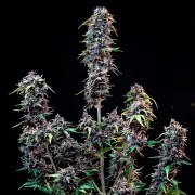 CBD Mix – product view 7
